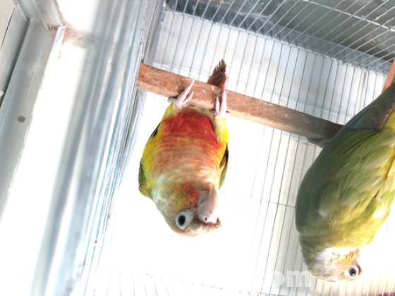 1pair pineapple conure double red factor (running pair)